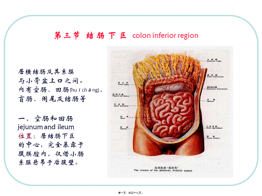 2022年医学专题—人体结构-腹部3.ppt_第1页