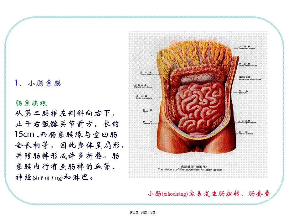 2022年医学专题—人体结构-腹部3.ppt_第2页