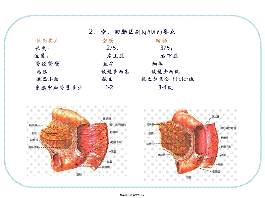 2022年医学专题—人体结构-腹部3.ppt_第3页