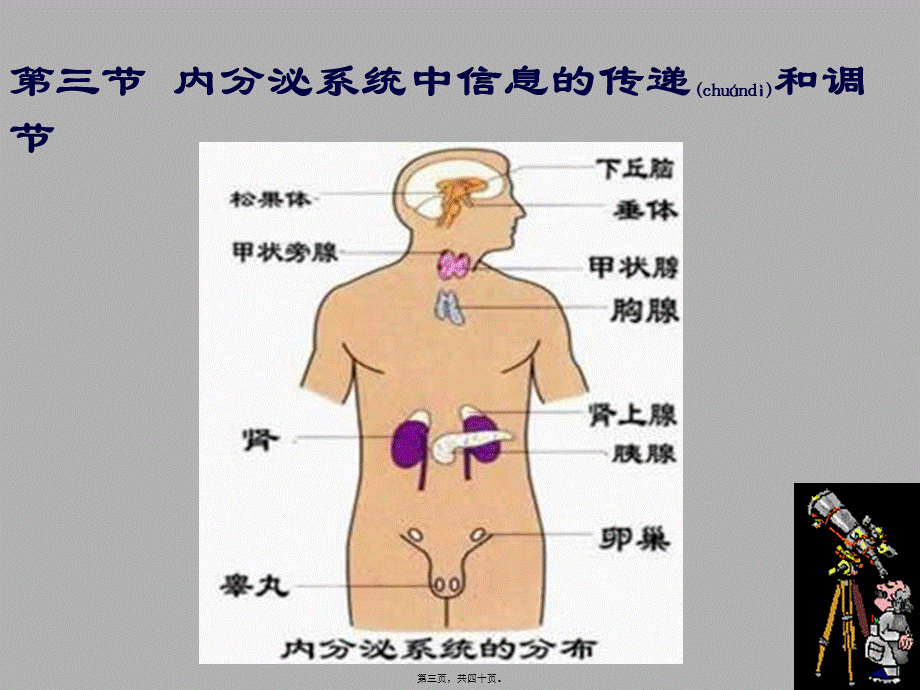 2022年医学专题—内分泌系统调节1(1).ppt_第3页