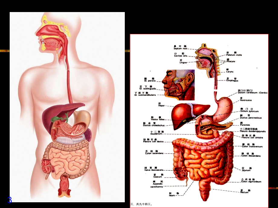 2022年医学专题—消化系统2013ppt.ppt_第3页