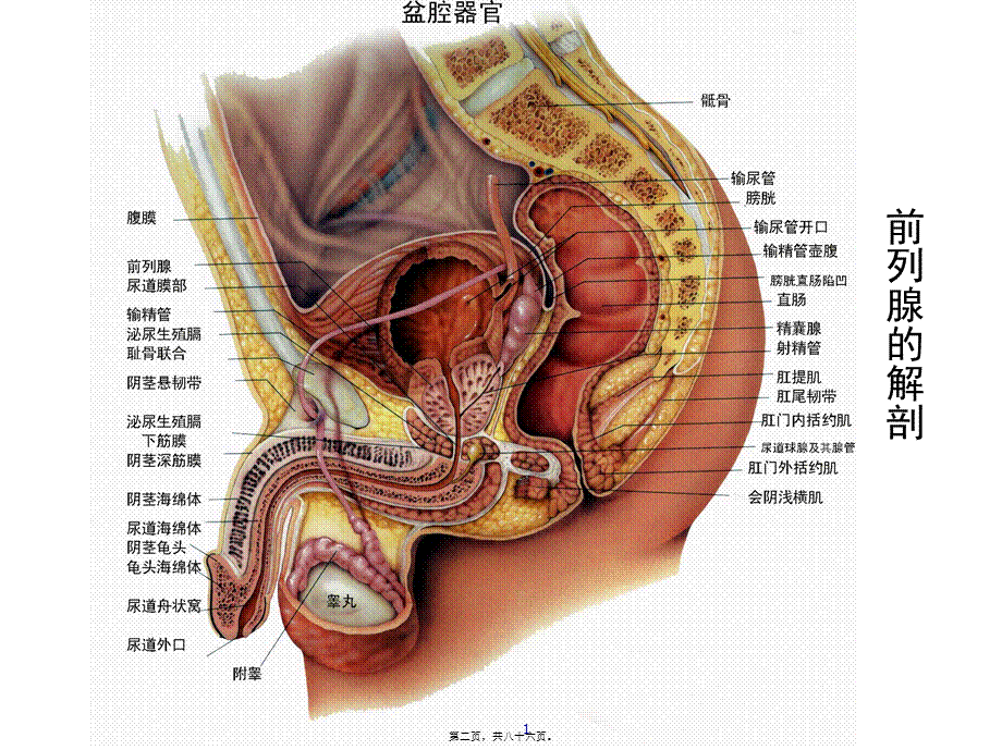 前-列-腺-炎综合征(张志超).pptx_第2页