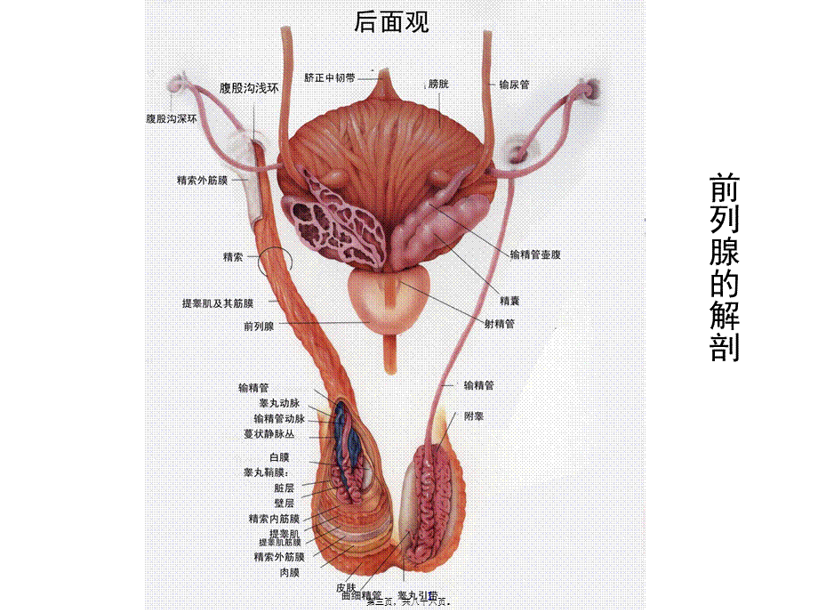 前-列-腺-炎综合征(张志超).pptx_第3页