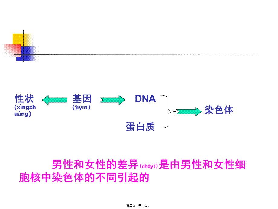 2022年医学专题—体细胞中常染色体和性染色体的数目生殖细胞中呢.ppt_第2页