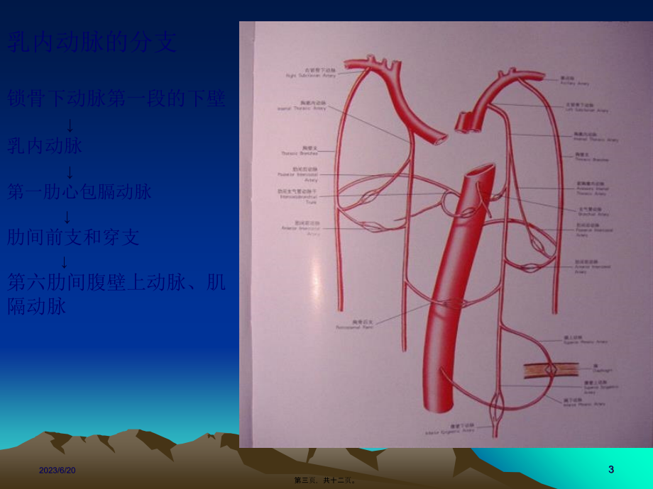 如何获取乳内动脉.pptx_第3页