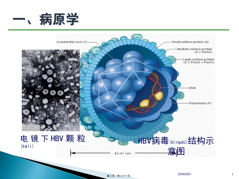 2022年医学专题—乙肝防治指南经典版要点(1).ppt_第2页