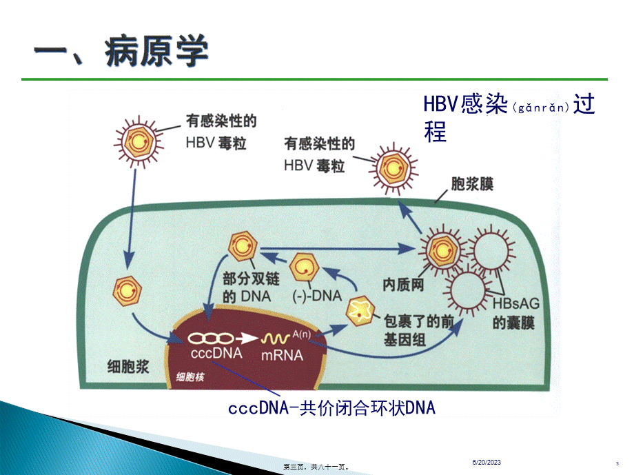 2022年医学专题—乙肝防治指南经典版要点(1).ppt_第3页