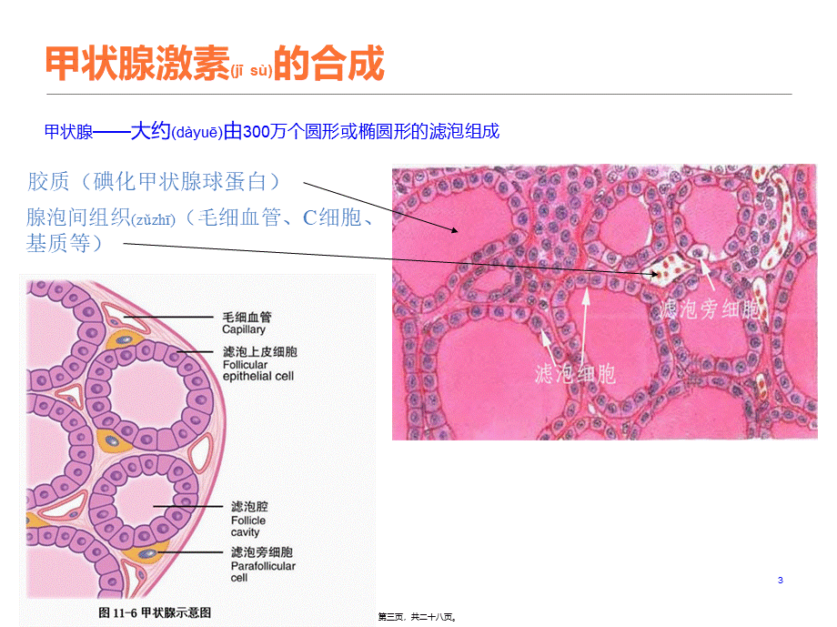 2022年医学专题—甲状腺激素不敏感综合征(1).pptx_第3页