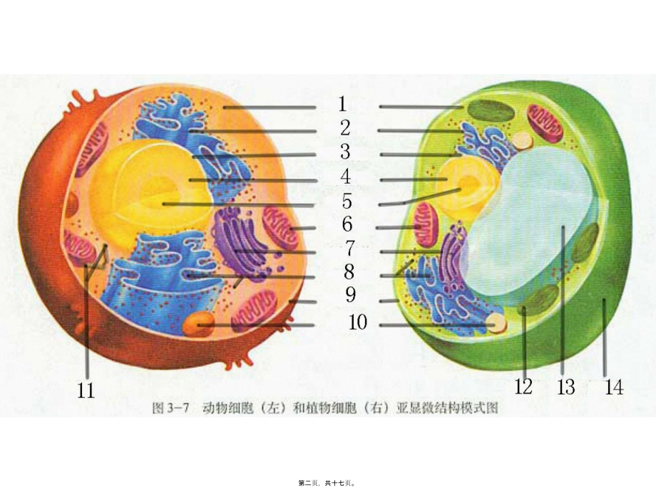 2022年医学专题—第三章第二节-细胞器—系统内的分工合作第1课时.ppt_第2页