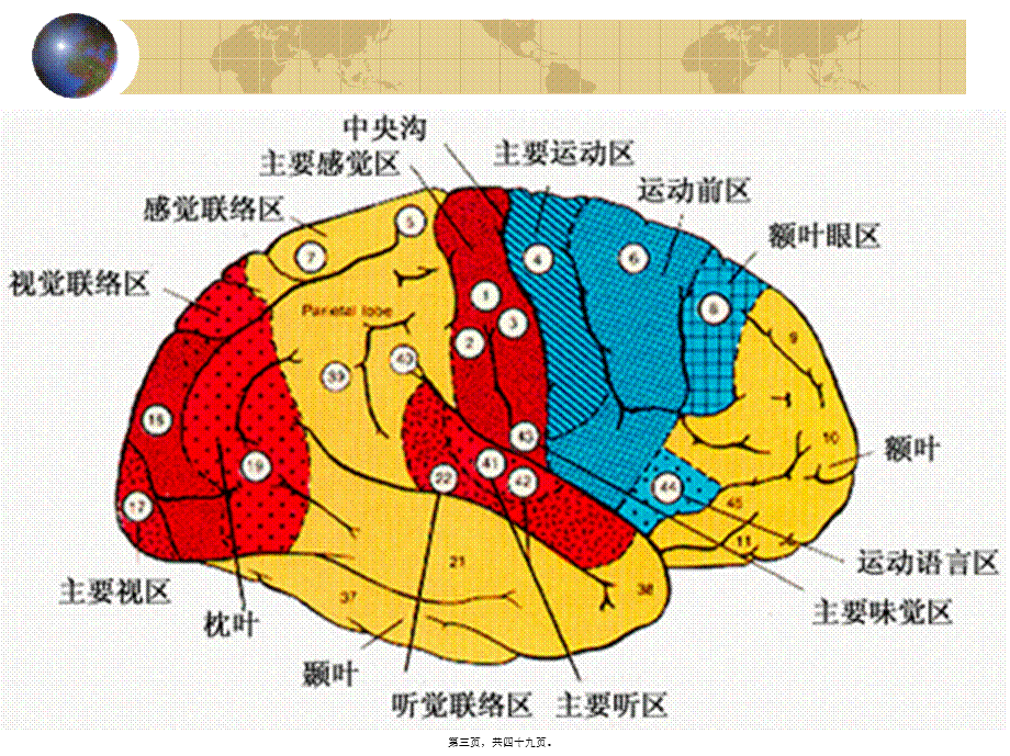 2022年医学专题—第八讲-大脑联合皮层和功能一侧化(1).ppt_第3页