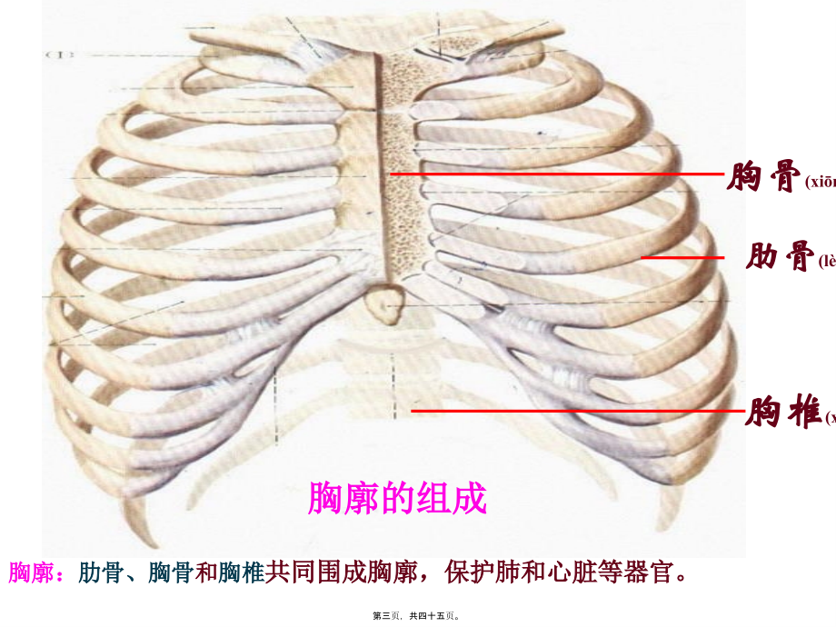 2022年医学专题—第二节-发生在肺内的气体交换(完成)(1).ppt_第3页