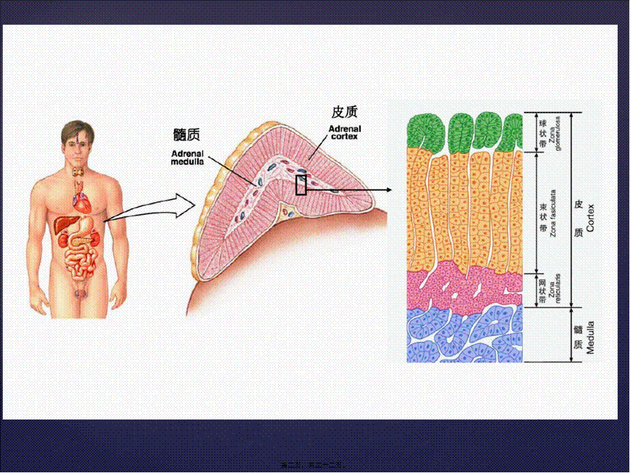 2022年医学专题—库欣综合征专家共识自创(1).ppt_第2页