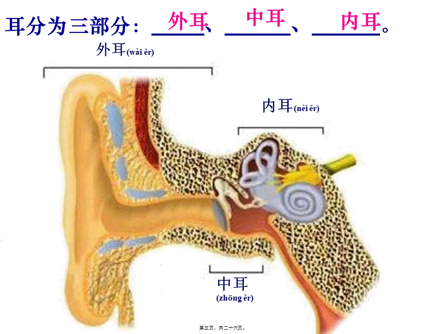 2022年医学专题—第3节-耳和听觉(第1课时)(1).ppt_第3页