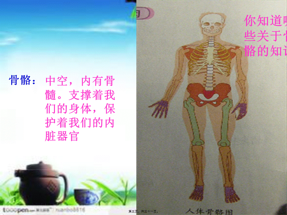 4.2骨骼关节和肌肉(1).pptx_第3页