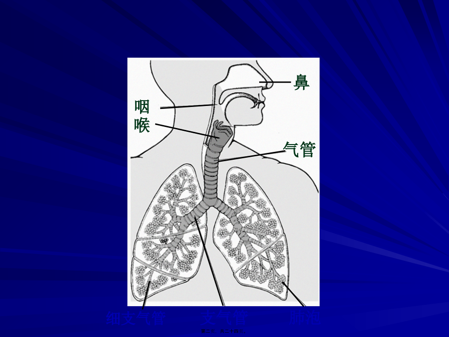 呼吸运动与肺通气.pptx_第2页