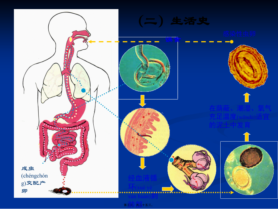 2022年医学专题—常见寄生虫病(1).ppt_第3页