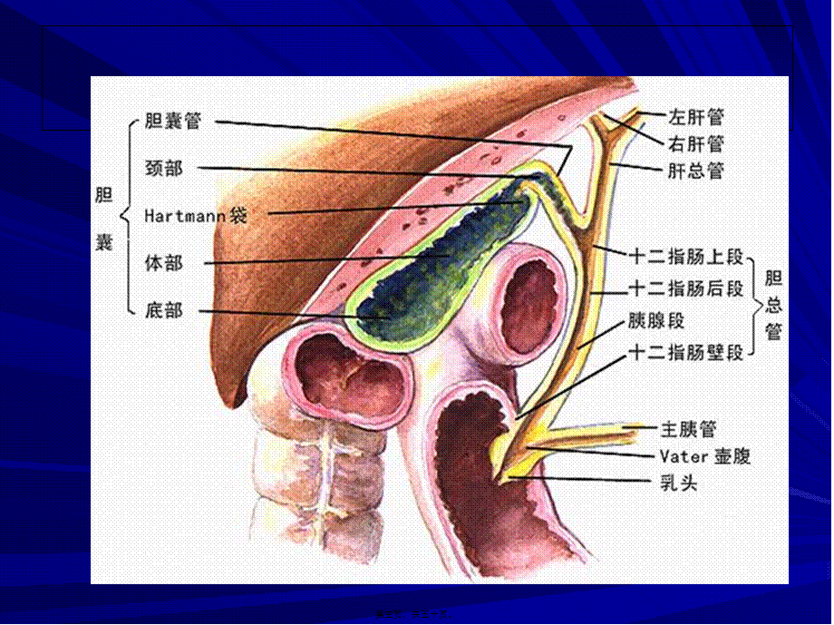 2022年医学专题—胆石症-杨莹韵-范思远(1).ppt_第3页