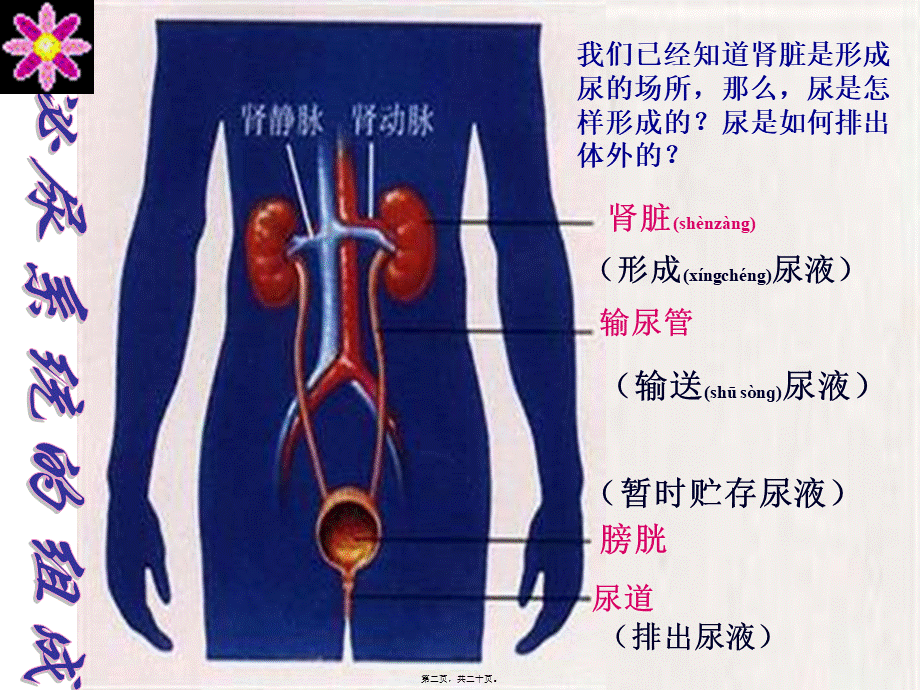 2022年医学专题—人体代谢废物的排出(非常好).ppt_第2页