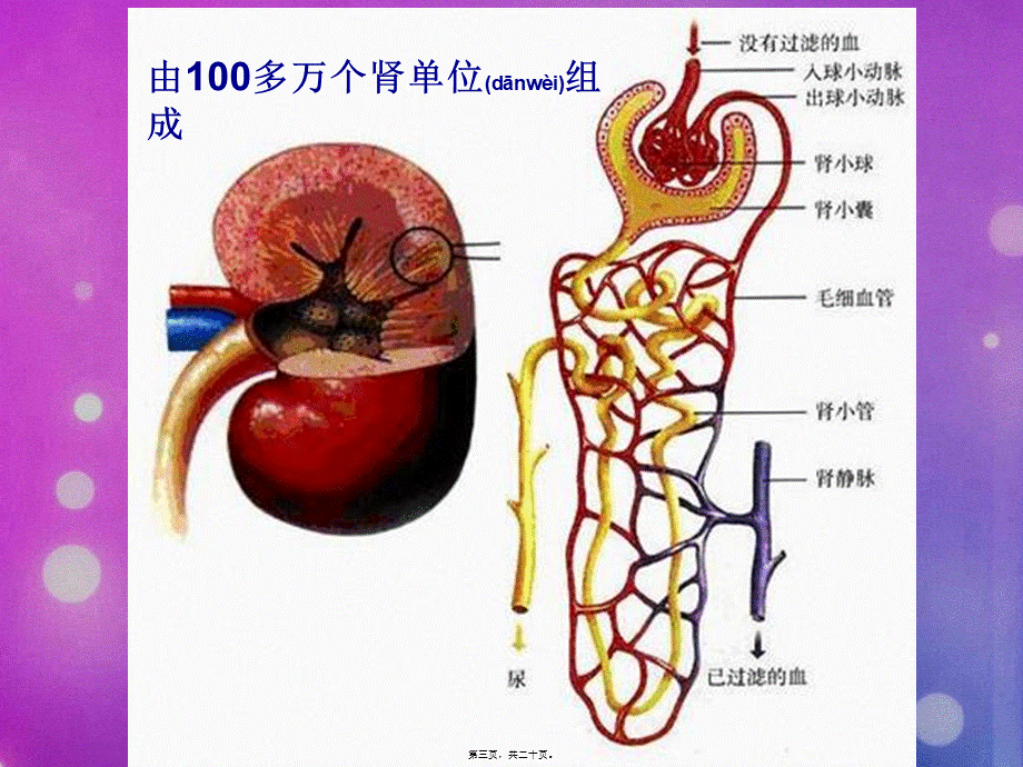 2022年医学专题—人体代谢废物的排出(非常好).ppt_第3页