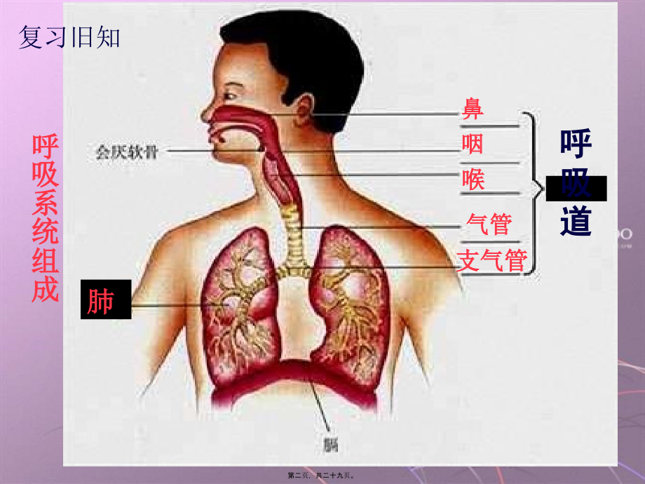 发生在肺内的气体交换(1).pptx_第2页