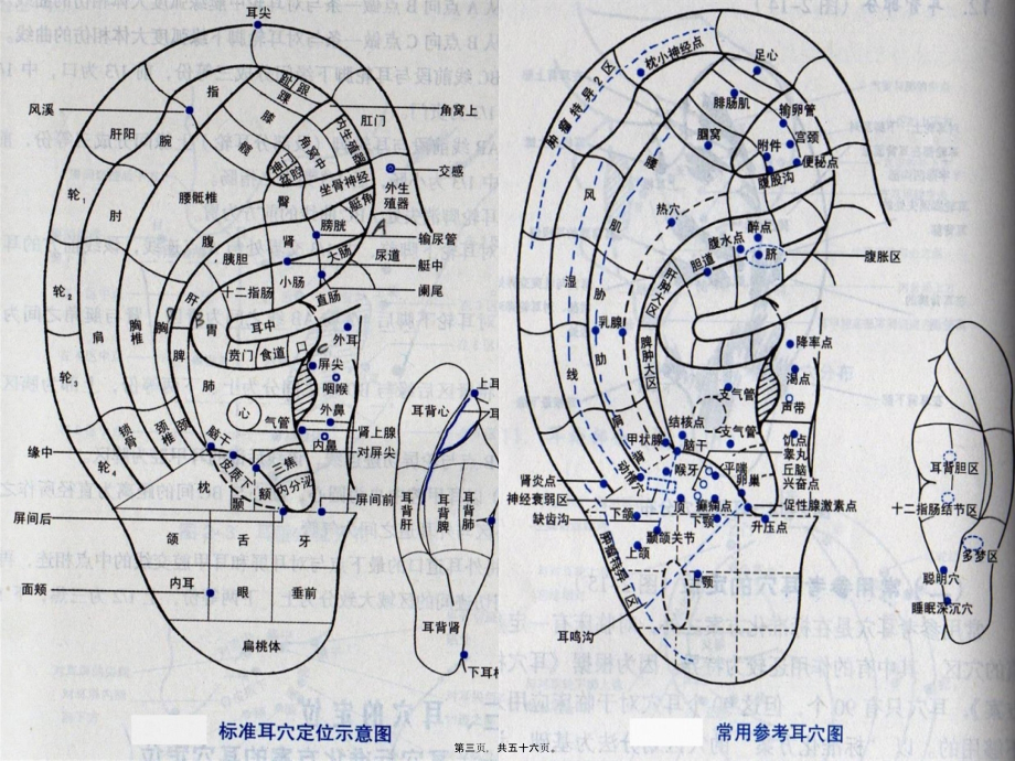 2022年医学专题—耳穴的功能归类.ppt_第3页