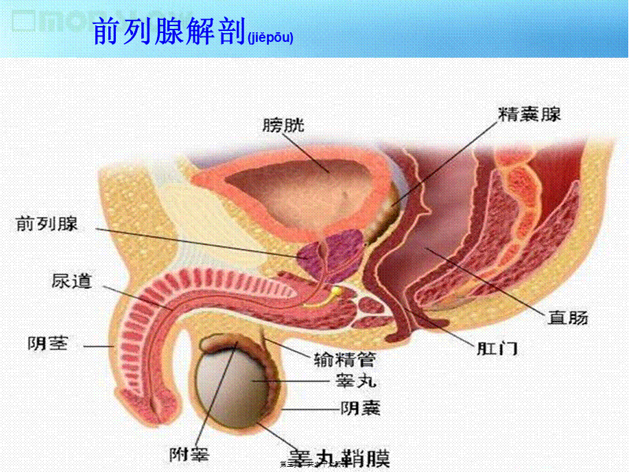 2022年医学专题—前列腺增生的诊治进展.ppt_第3页