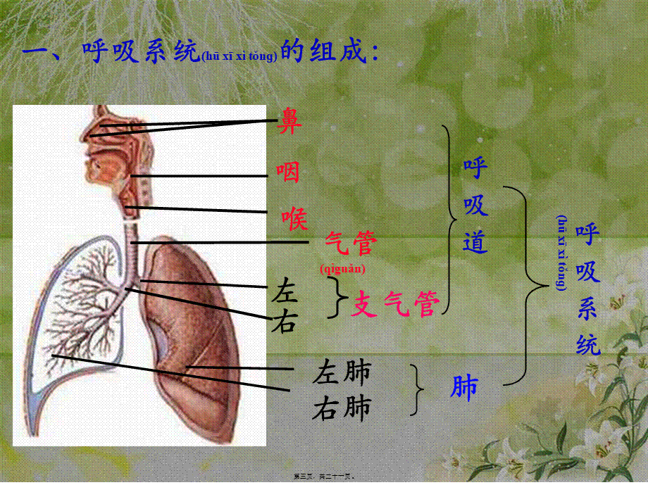 2022年医学专题—呼吸道对空气的处理32487066.ppt_第3页