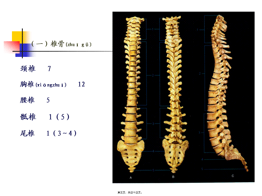 2022年医学专题—NO.2躯干骨及其连接(1).ppt_第3页