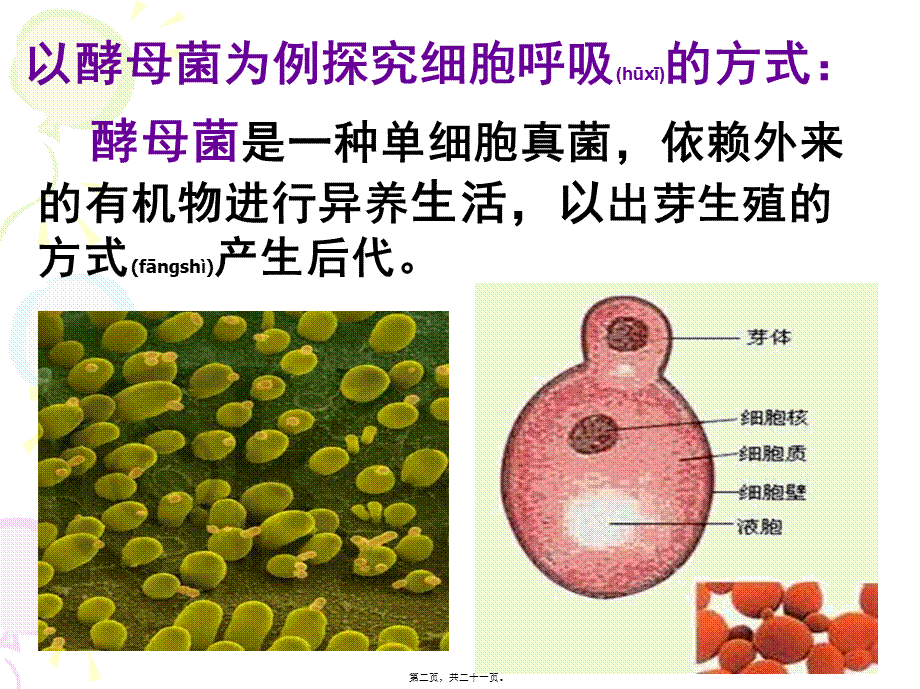 2022年医学专题—531细胞呼吸之酵母菌细胞呼吸方式(1).ppt_第2页