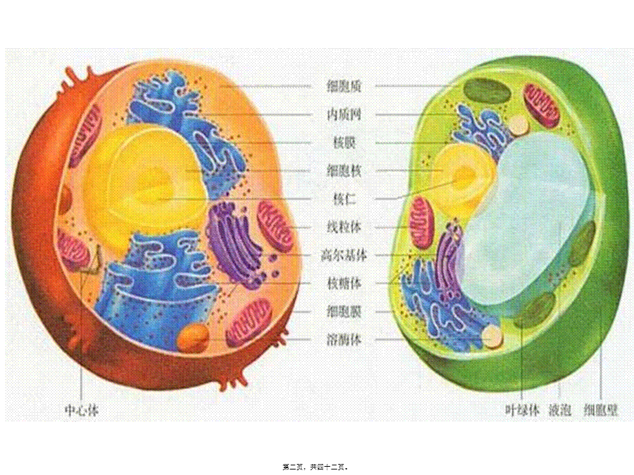 2022年医学专题—上课细胞器-系统内的分工合作-ppt.ppt_第2页