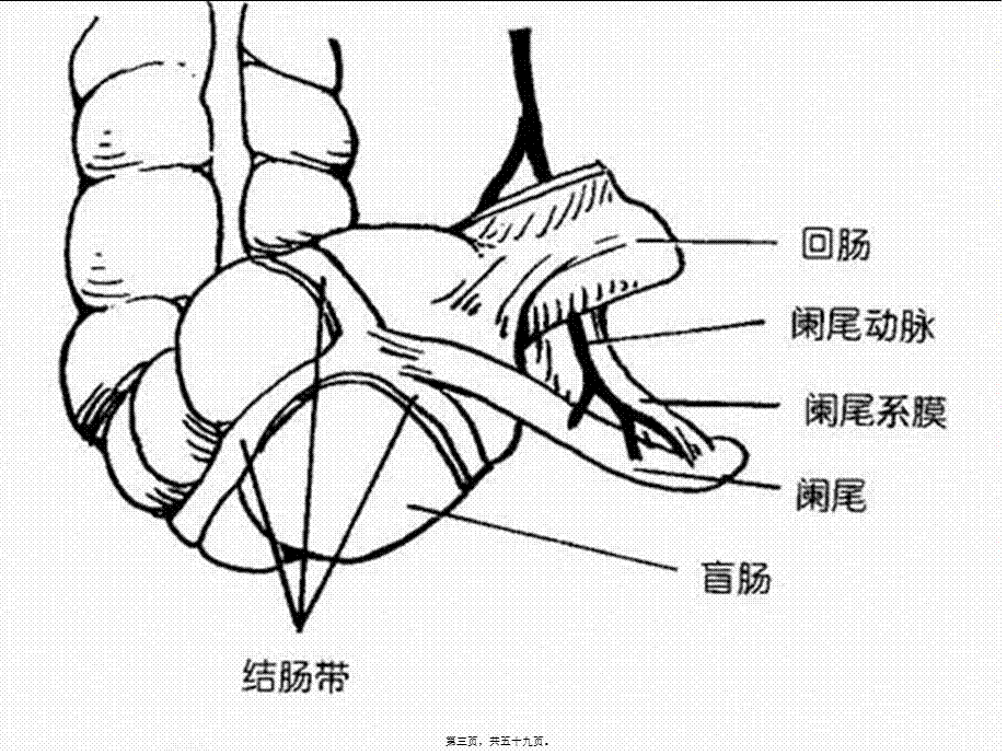 2022年医学专题—急性阑尾炎(一点通).ppt_第3页