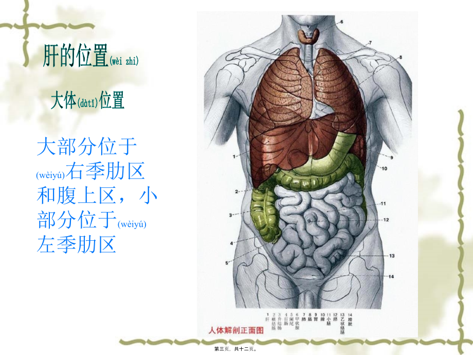 2022年医学专题—肝位置形态泰护唐综述.ppt_第3页