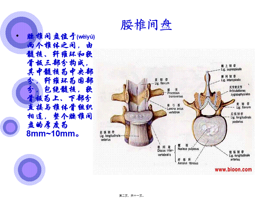 2022年医学专题—腰椎间盘突出症的原因与手术入口(1)(1).ppt_第2页