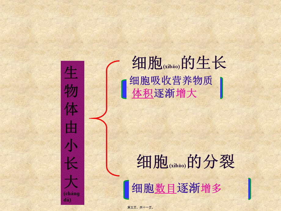 2022年医学专题—第一节细胞通过分裂产生新细胞20181008(1).ppt_第3页