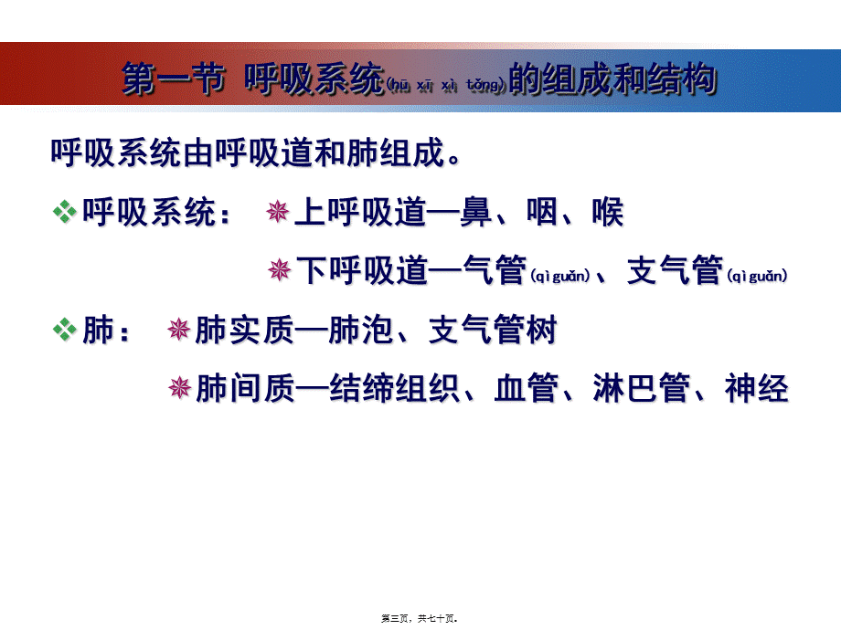 2022年医学专题—第七章-呼吸系统的结构与功能分解(1).ppt_第3页