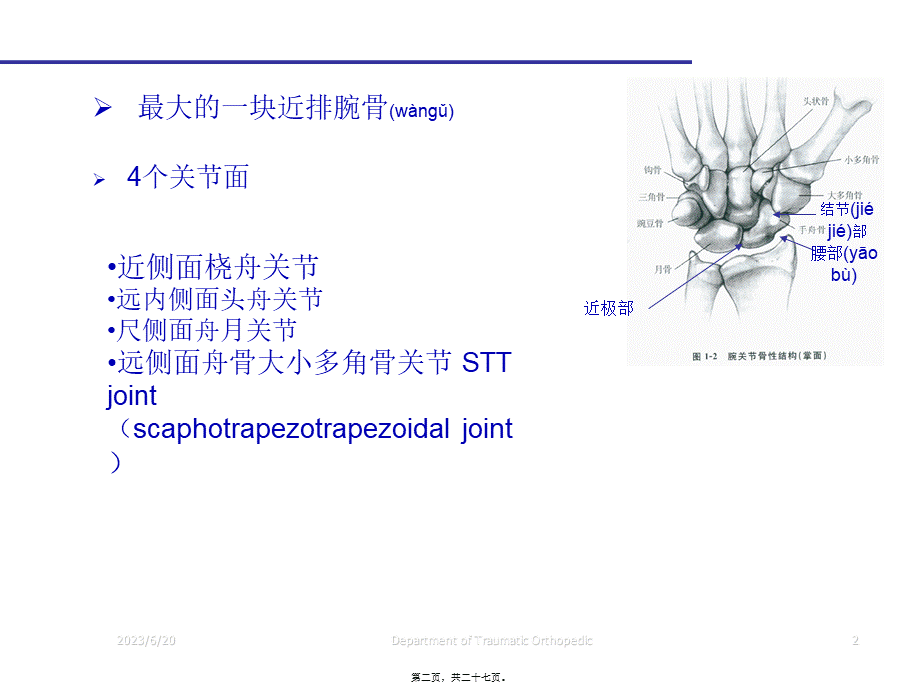 2022年医学专题—腕部舟状骨骨折(1).ppt_第2页