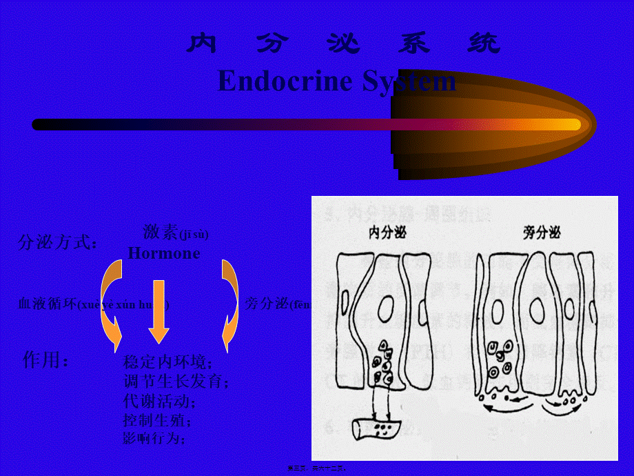 2022年医学专题—内分泌系统正稿(1).ppt_第3页