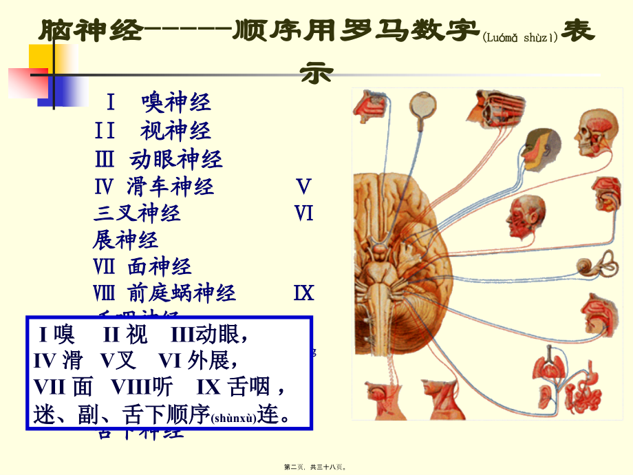 2022年医学专题—第十讲脑神经.ppt_第2页