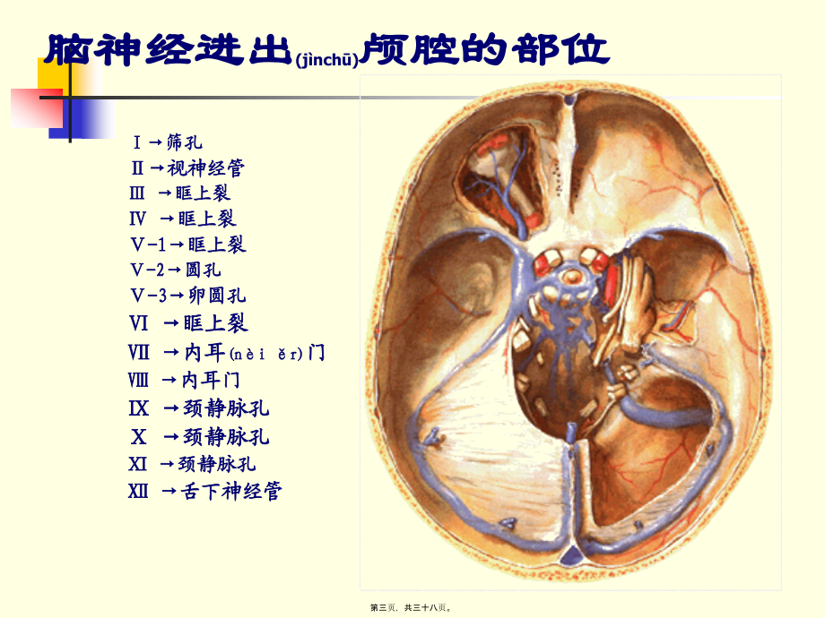 2022年医学专题—第十讲脑神经.ppt_第3页