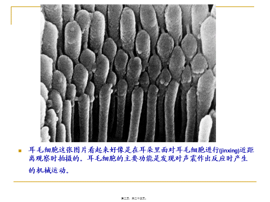 2022年医学专题—人体显微照片.ppt_第2页