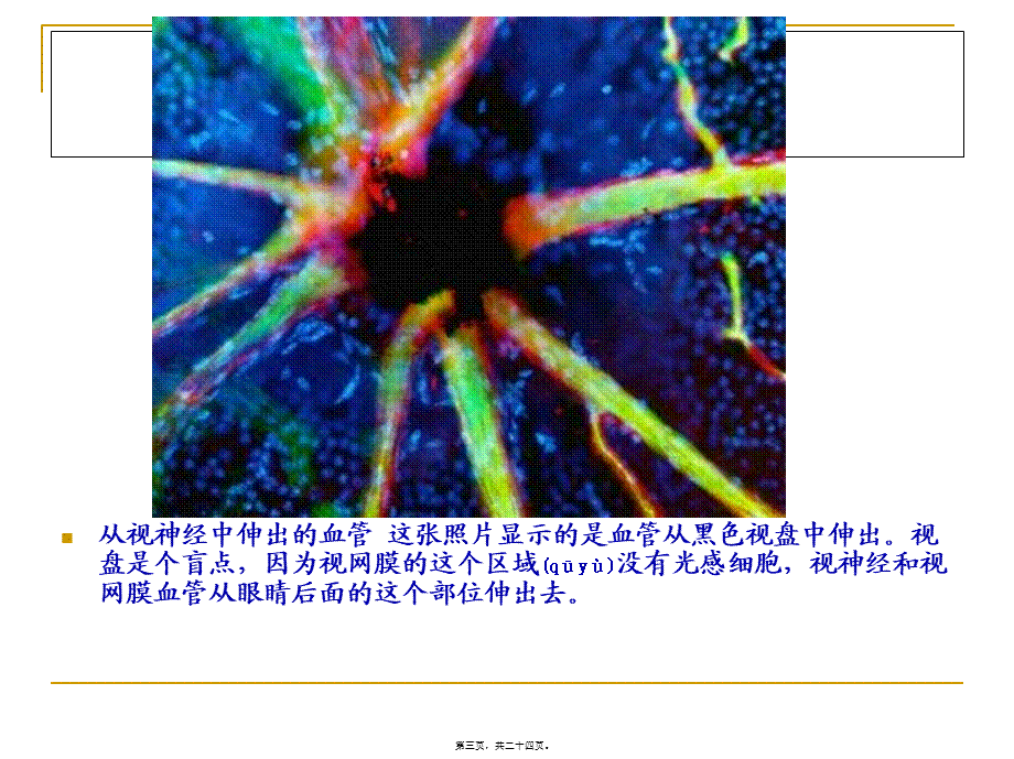 2022年医学专题—人体显微照片.ppt_第3页