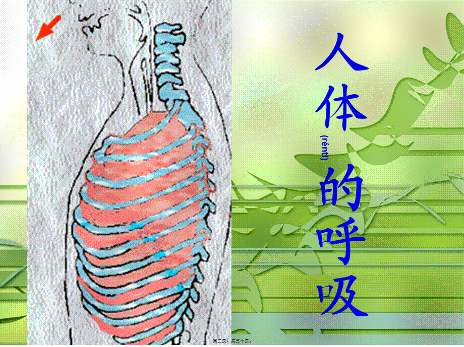 2022年医学专题—呼吸道和肺(1).ppt_第2页