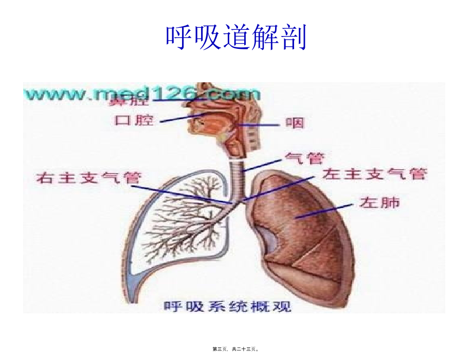 呼吸道异物及环甲膜穿刺.pptx_第3页