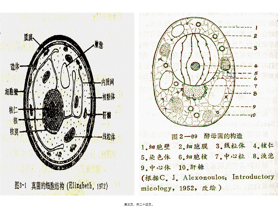 2022年医学专题—真菌的细胞结构(1).ppt_第3页