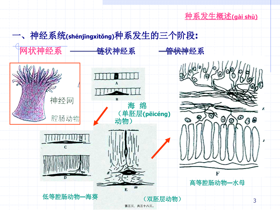 2022年医学专题—脑泡的发育.ppt_第3页