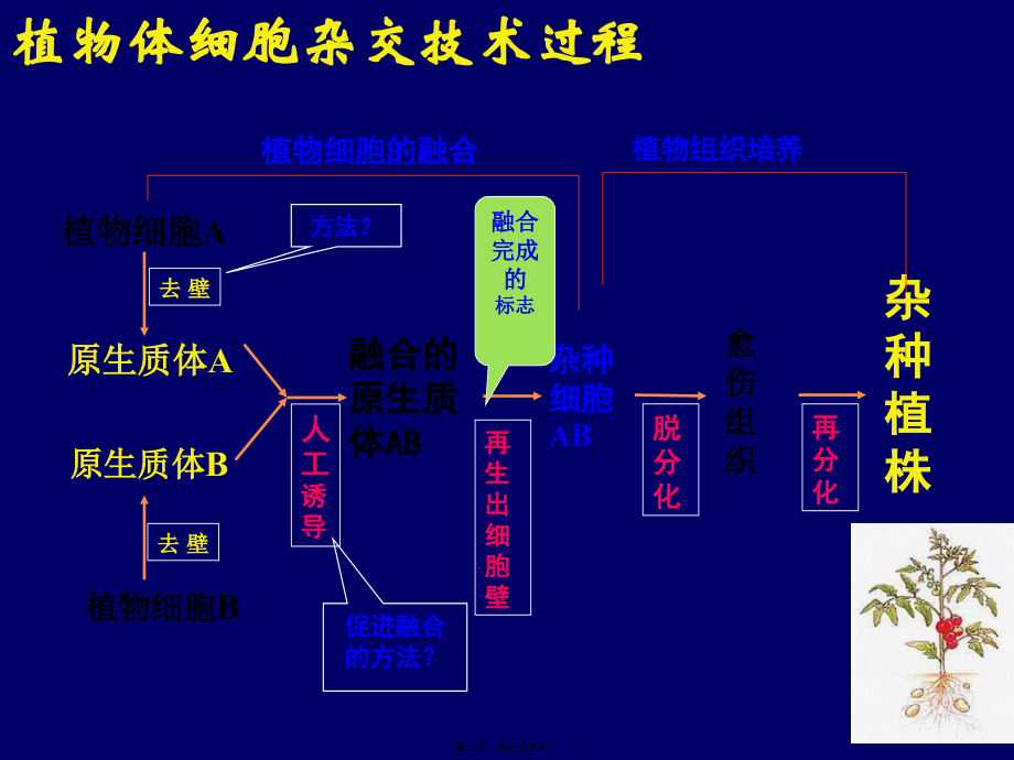 动物细胞融合与单克隆抗体.pptx_第2页