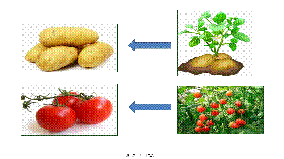 2022年医学专题—植物体细胞杂交(1).pptx_第1页