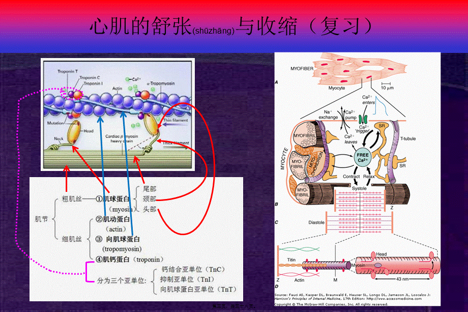 2022年医学专题—第14章第3节-心衰的发病机制(1).ppt_第3页