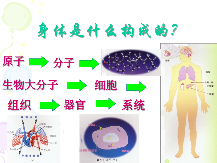 人体八大系统.pptx_第3页