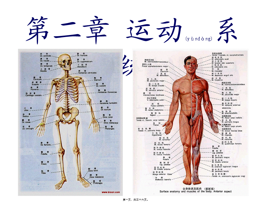 2022年医学专题—第2章-运动系统——4四肢骨及其连结(1).ppt_第1页